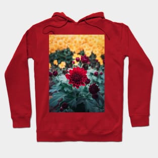 crimson chrysanthemum Hoodie